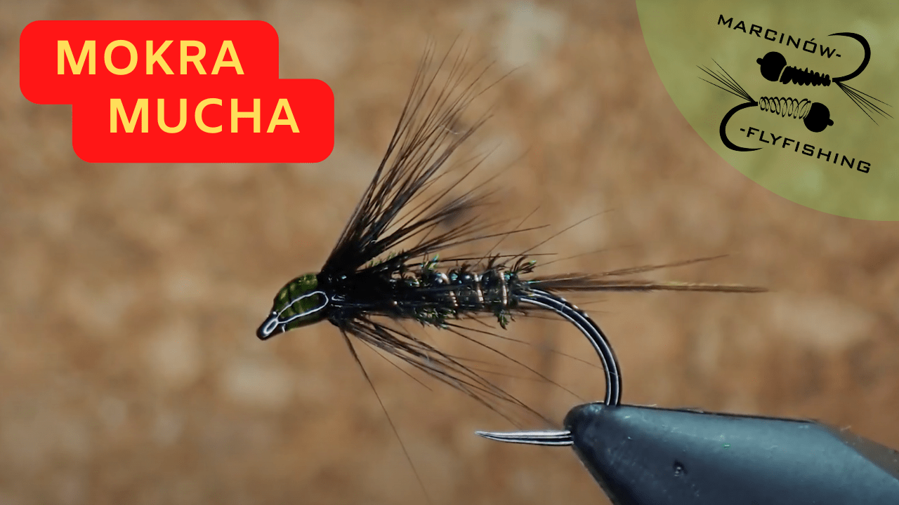 Mokra mucha | Paw z kurą